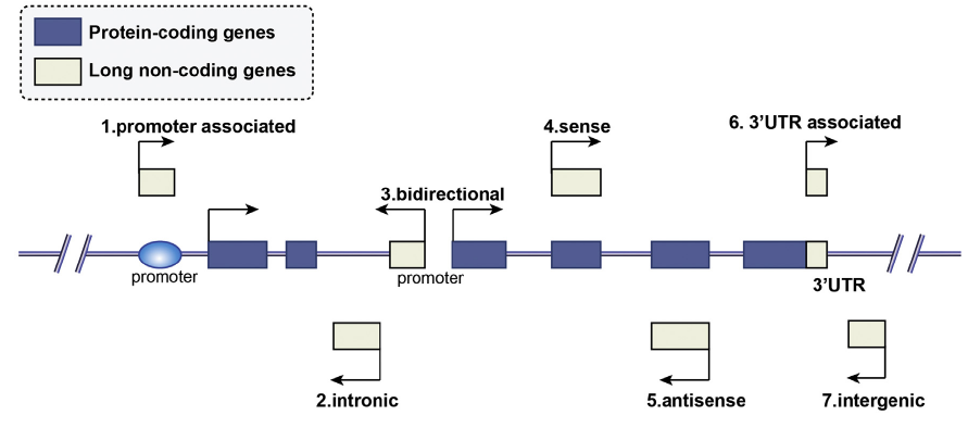 Classification of lncRNA.