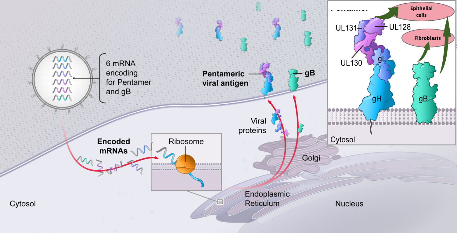 mRNA-1647，the first infectious disease mRNA vaccine to enter the second phase of research