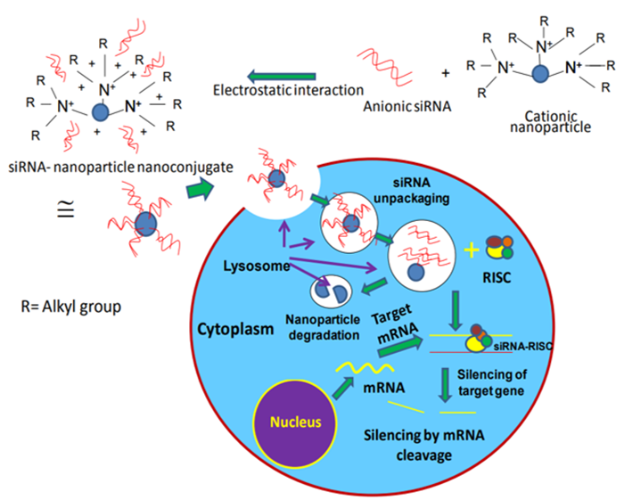 Mechanism of action of siRNA conjugated nanoparticle (Acharya, R. 2017).