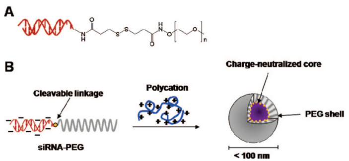 A. Structure of PEG-siRNA conjugate; B. Formation of PEC micelles from the  interactions between PEG-siRNA conjugate and a polycation (Jeong, J. H. 2009).