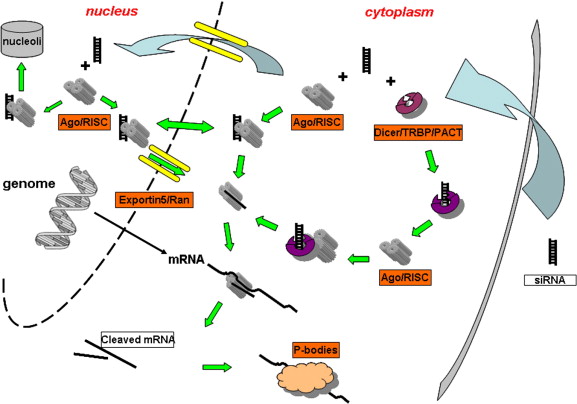 Differences in siRNA(left) and shRNA(right) mediated RNA interference pathways.