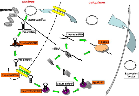 Differences in siRNA(left) and shRNA(right) mediated RNA interference pathways.