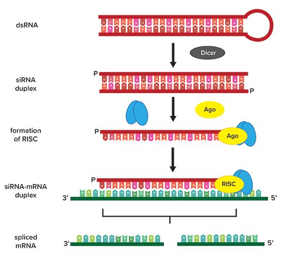 RNAi Mechanism using siRNA