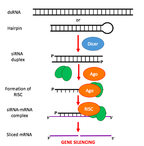 siRNA-applications